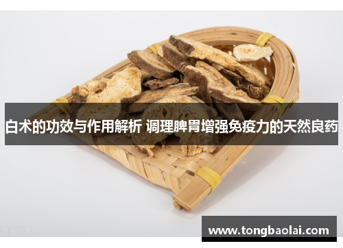 白术的功效与作用解析 调理脾胃增强免疫力的天然良药